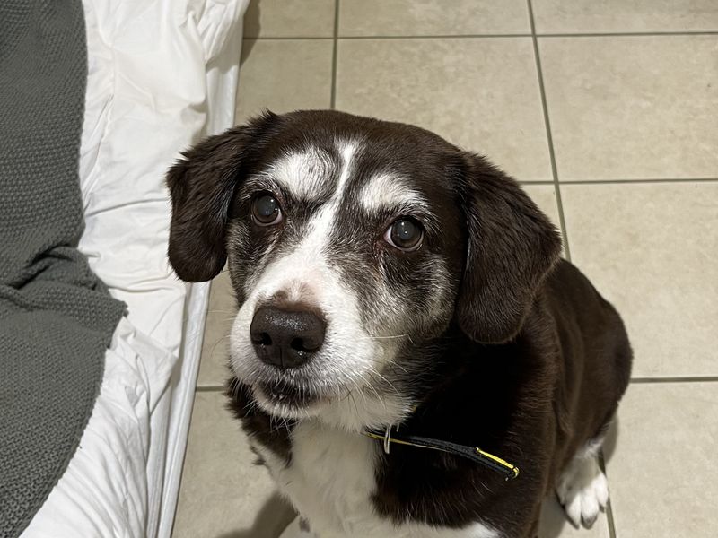 Border Collie for adoption in Ballymena, Co Antrim – 12 years old