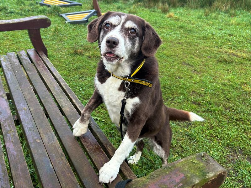 Audry | Spaniel (English Springer) Cross | Ballymena (Northern Ireland) - 1