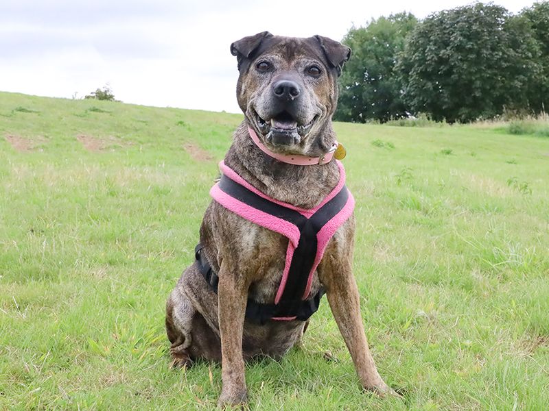 Staffordshire Bull Terrier for adoption in Leeds, Yorkshire – 11 years old - Image 4 of 4