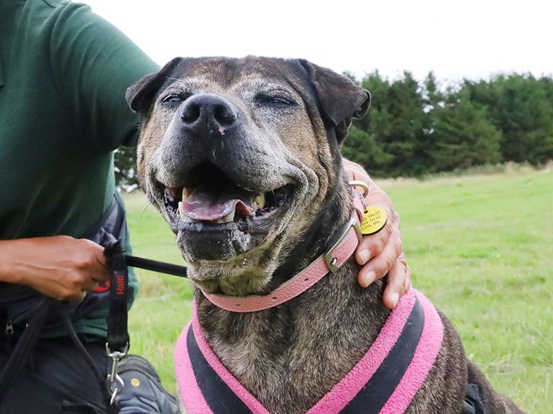 Staffordshire Bull Terrier for adoption in Leeds, Yorkshire – 11 years old