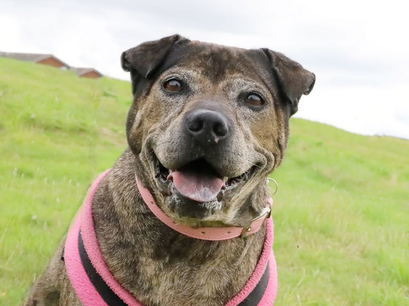 Staffordshire Bull Terrier for adoption in Leeds, Yorkshire – 11 years old - Image 2 of 4