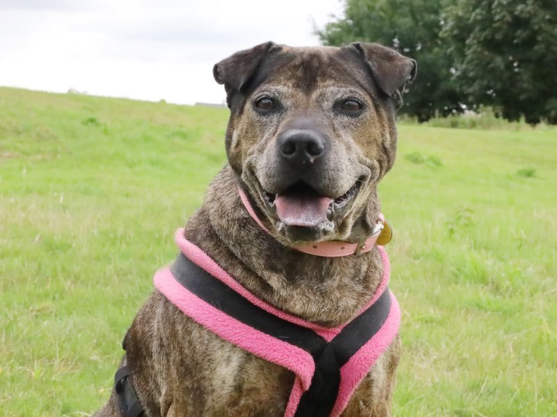 Staffordshire Bull Terrier for adoption in Leeds, Yorkshire – 11 years old - Image 3 of 4