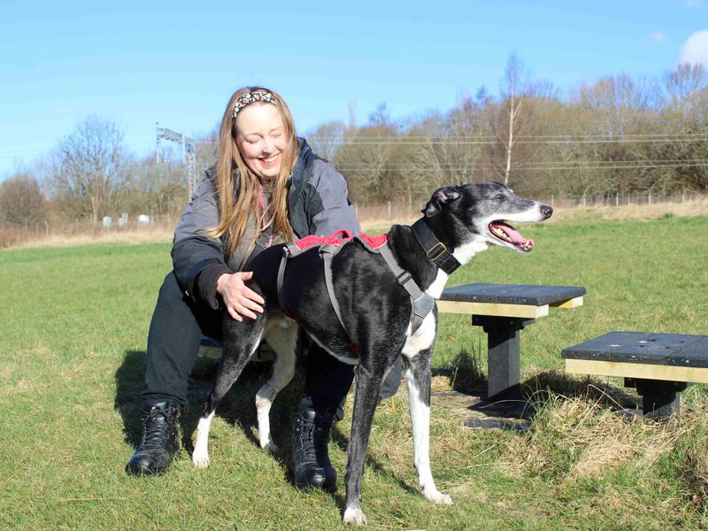 Chico | Lurcher | Glasgow - 1