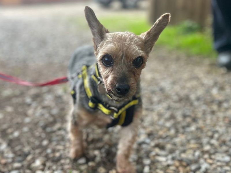 Ella | Terrier (Yorkshire) | Snetterton (Norfolk) - 4