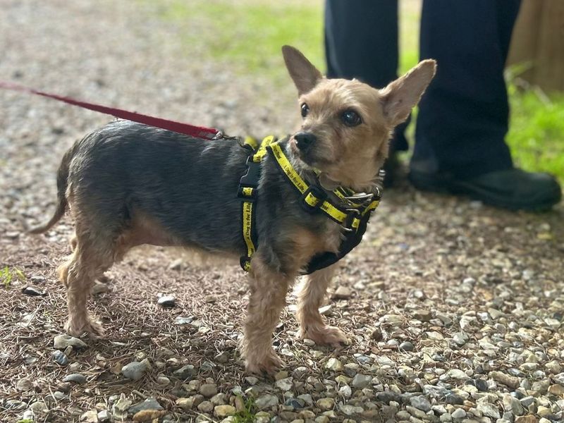 Ella | Terrier (Yorkshire) | Snetterton (Norfolk) - 3