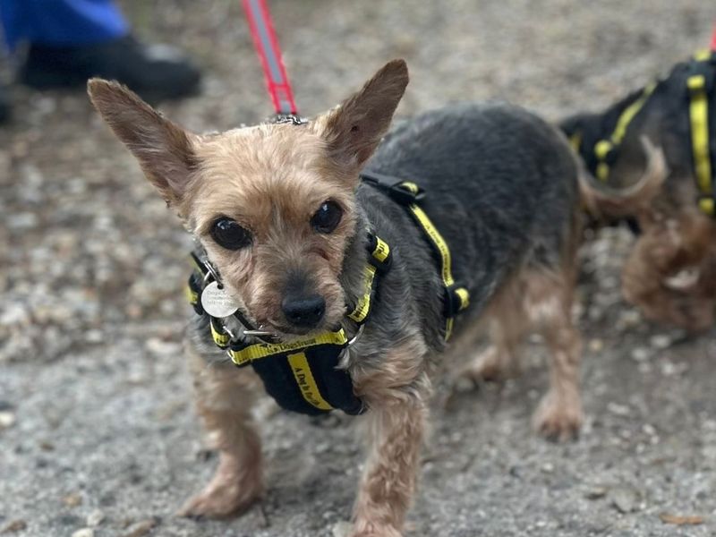 Ella | Terrier (Yorkshire) | Snetterton (Norfolk) - 2