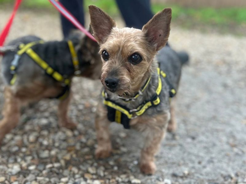 Ella | Terrier (Yorkshire) | Snetterton (Norfolk) - 1
