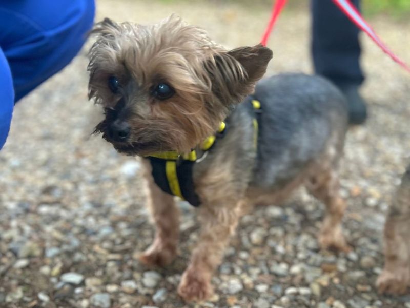 Lola Y | Terrier (Yorkshire) | Snetterton (Norfolk) - 2