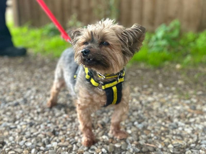 Lola Y | Terrier (Yorkshire) | Snetterton (Norfolk) - 1