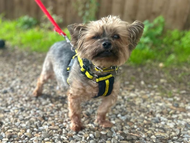 Lola Y | Terrier (Yorkshire) | Snetterton (Norfolk) - 3