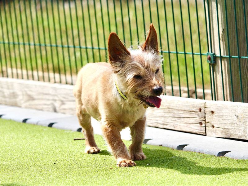 Yorkie Dogs And Puppies For Adoption
