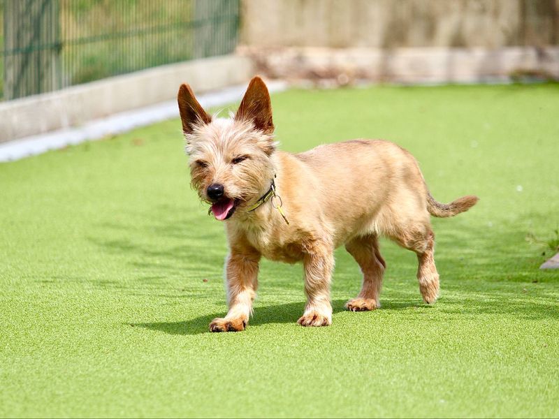 Yorkshire Terrier for adoption in Evesham, Worcestershire – 16 years old - Image 2 of 2