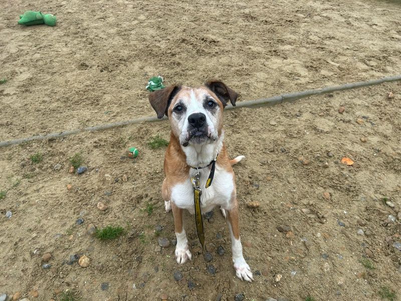 Boxer for adoption in Chestfield, Kent – 12 years old - Image 3 of 3