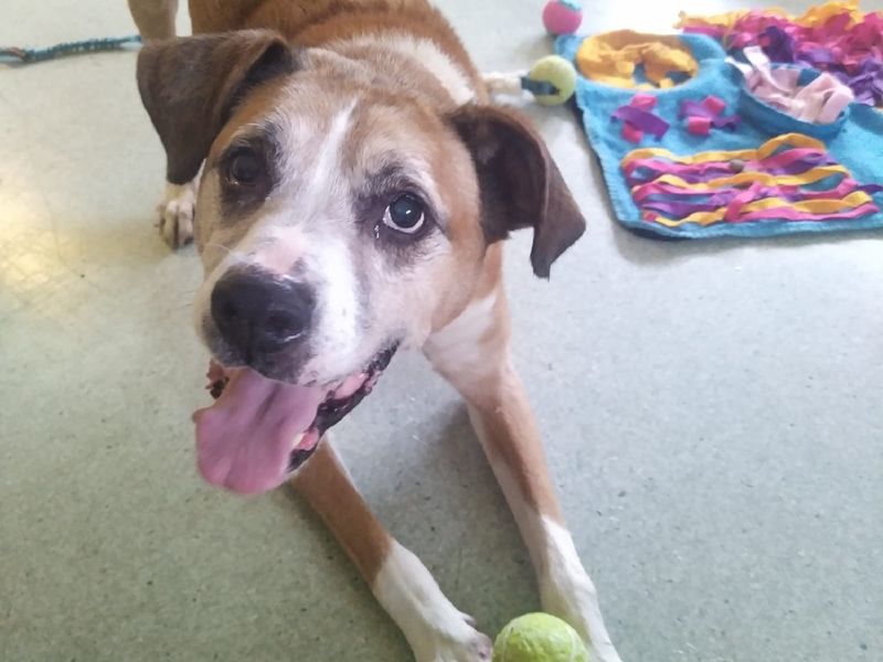 Boxer for adoption in Chestfield, Kent – 11 years old