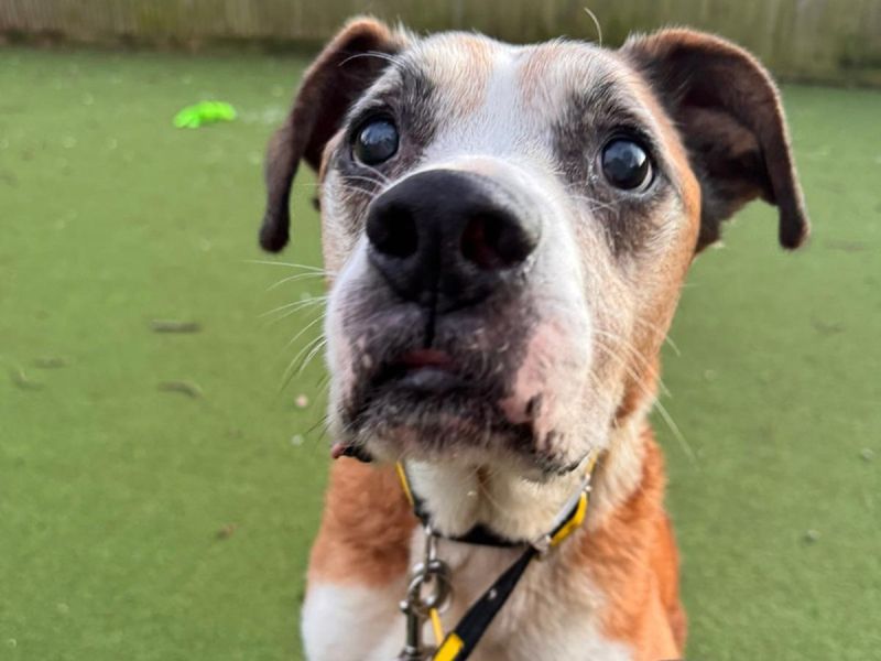 Boxer for adoption in Chestfield, Kent – 12 years old - Image 2 of 3