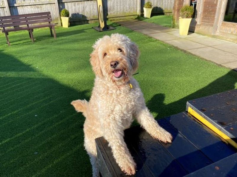 Rosie for sale in West Calder - Image 3