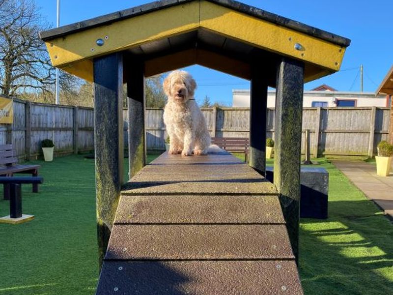 Rosie for sale in West Calder - Image 2