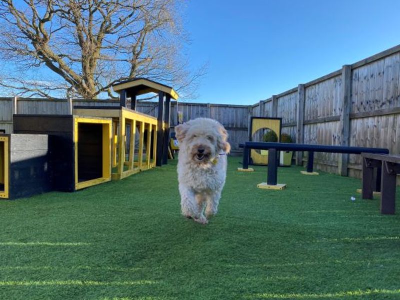 Rosie for sale in West Calder - Image 1