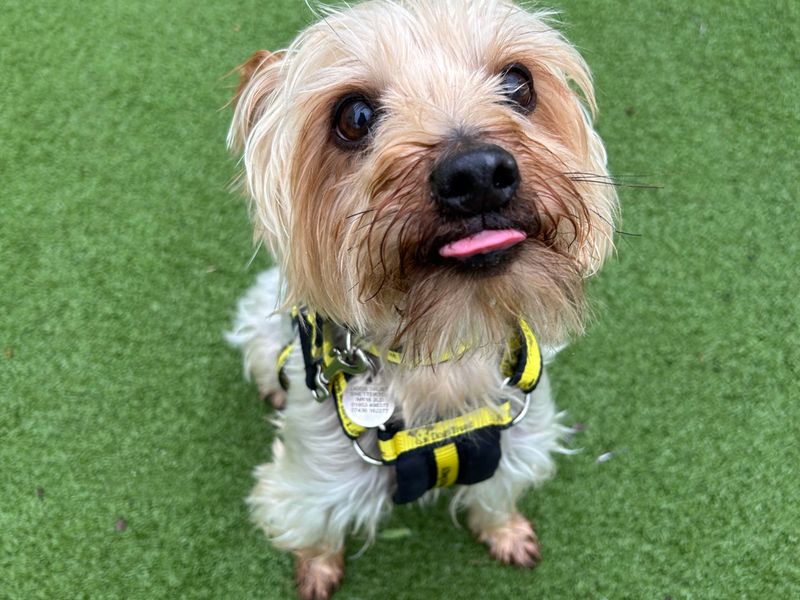 Yorkshire Terrier puppies for sale in Snetterton – 12 years old