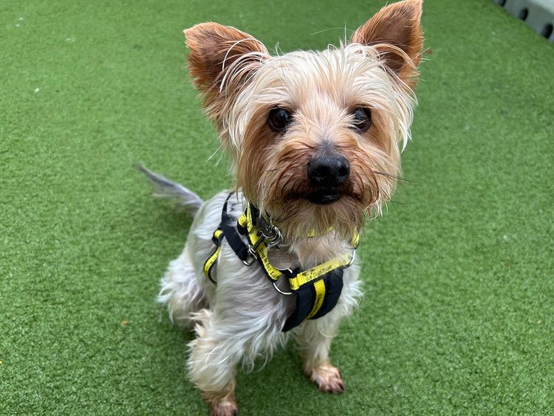 Charlie for sale in Snetterton - Image 2