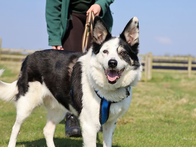 Zac for sale in Leeds, Yorkshire