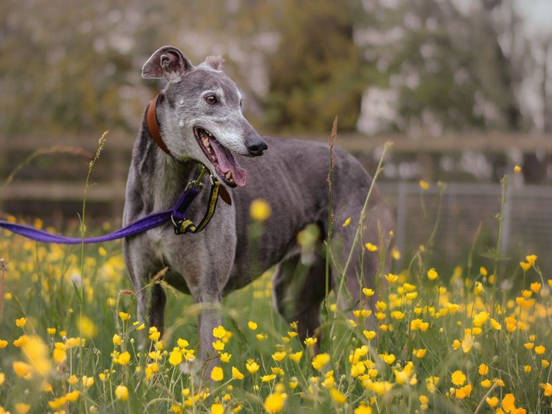 Pet shop rescue greyhound