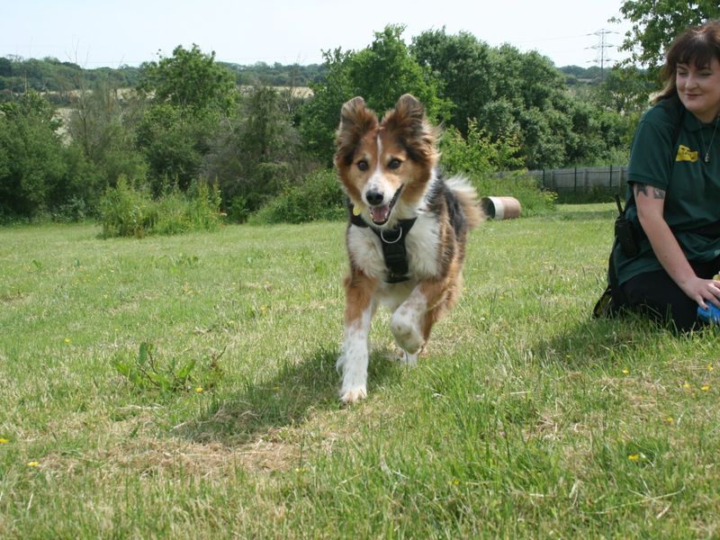 Sherbet | Collie (Border) Cross | Bridgend (Wales) - 1