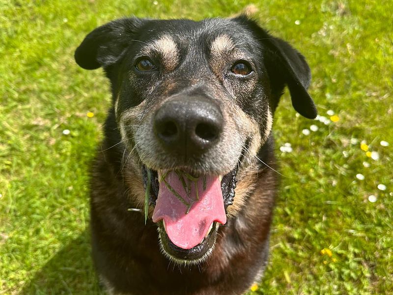 German Shepherd for adoption in Chestfield, Kent – 12 years old - Image 4 of 8