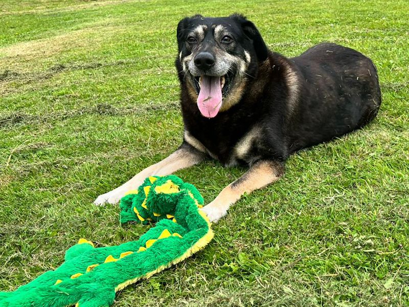 German Shepherd for adoption in Chestfield, Kent – 12 years old - Image 2 of 8