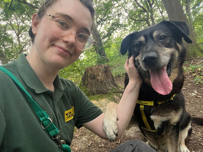 German Shepherd for adoption in Chestfield, Kent – 12 years old - Image 8 of 8