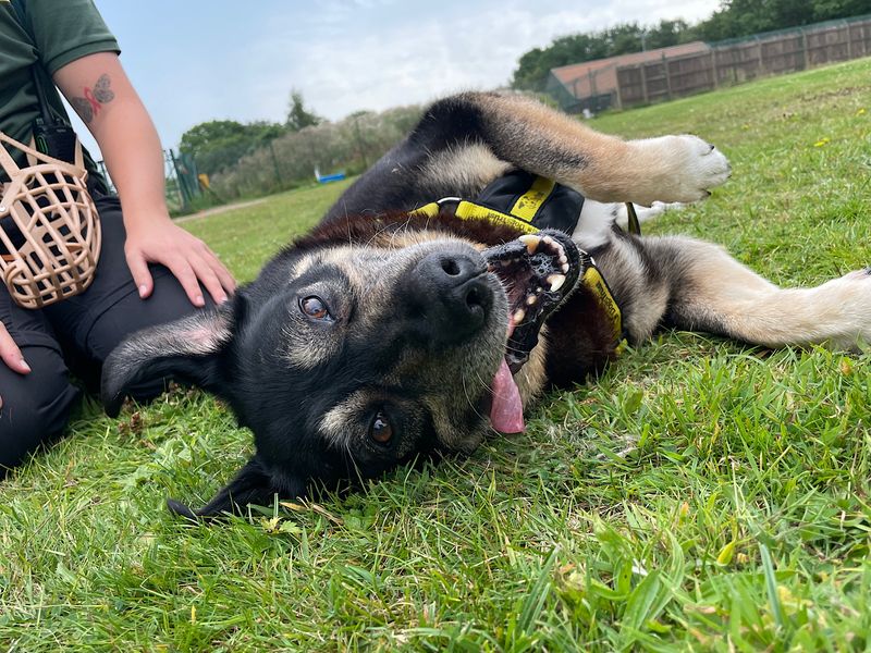 German Shepherd for adoption in Chestfield, Kent – 12 years old - Image 6 of 8