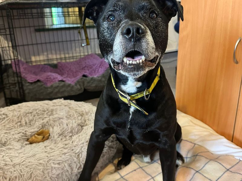 Staffordshire Bull Terrier for adoption in Wales, Somerset – 11 years old - Image 1 of 2