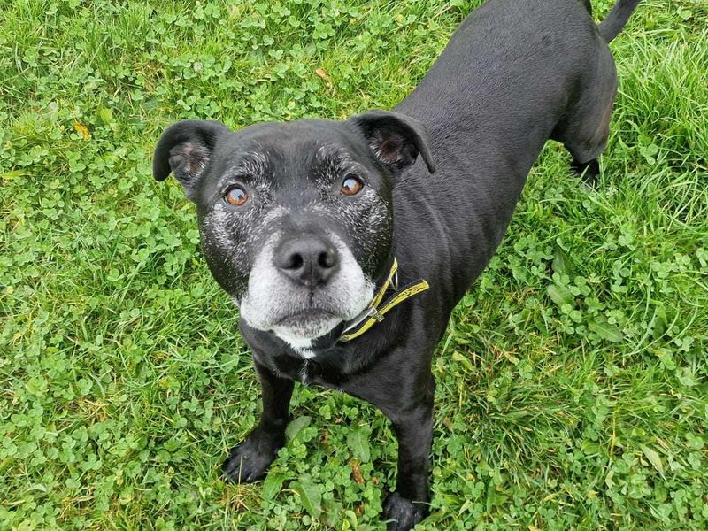Staffordshire Bull Terrier for adoption in Wales, Somerset – 11 years old - Image 2 of 2