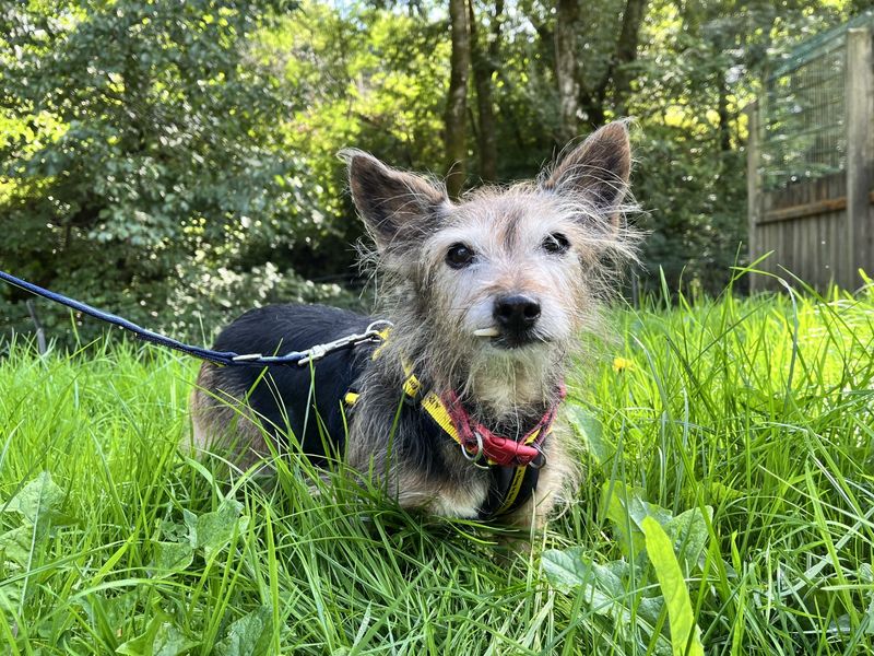 Lady | Crossbreed | Ilfracombe - 2