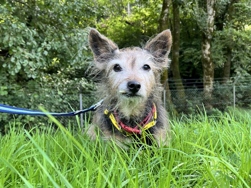 Lady | Crossbreed | Ilfracombe - 1