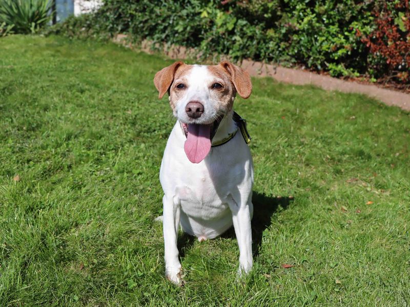 Jack Russell Terrier for adoption in Sadberge, Durham – 13 years old - Image 1 of 6