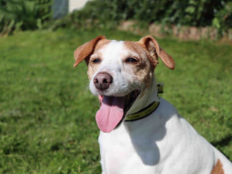 Jack Russell Terrier for adoption in Sadberge, Durham – 13 years old - Image 5 of 6