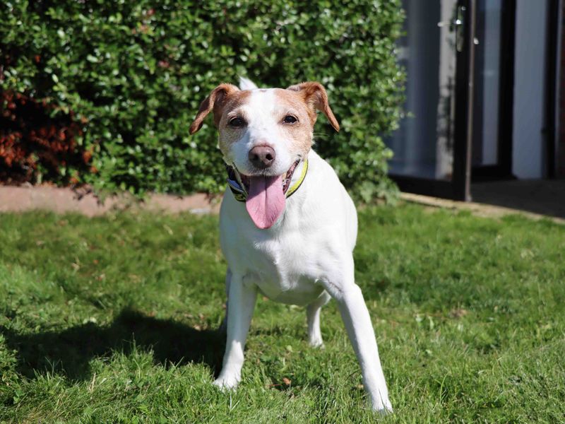 Jack Russell Terrier for adoption in Sadberge, Durham – 13 years old - Image 2 of 6