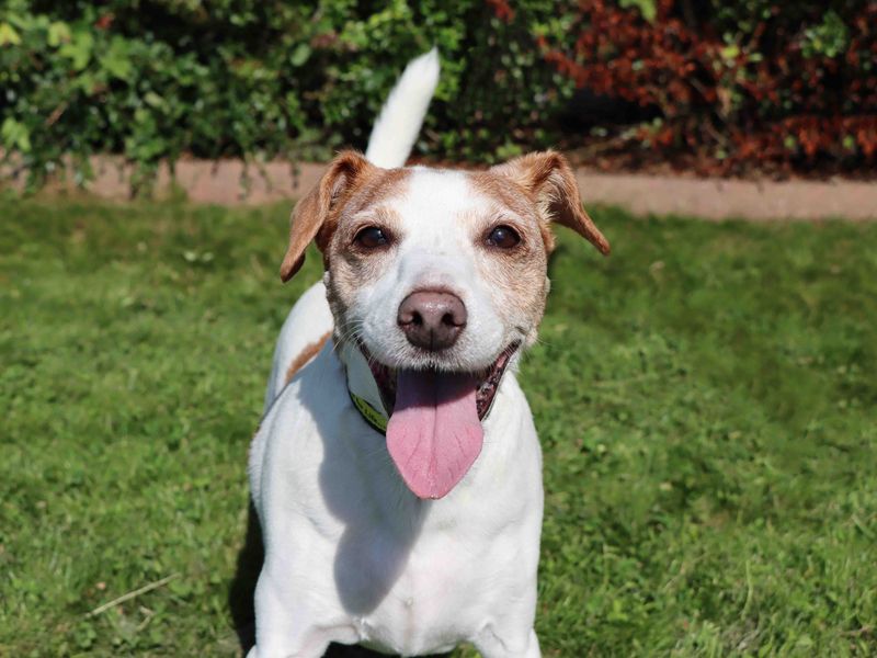 Jack Russell Terrier for adoption in Sadberge, Durham – 13 years old - Image 3 of 6