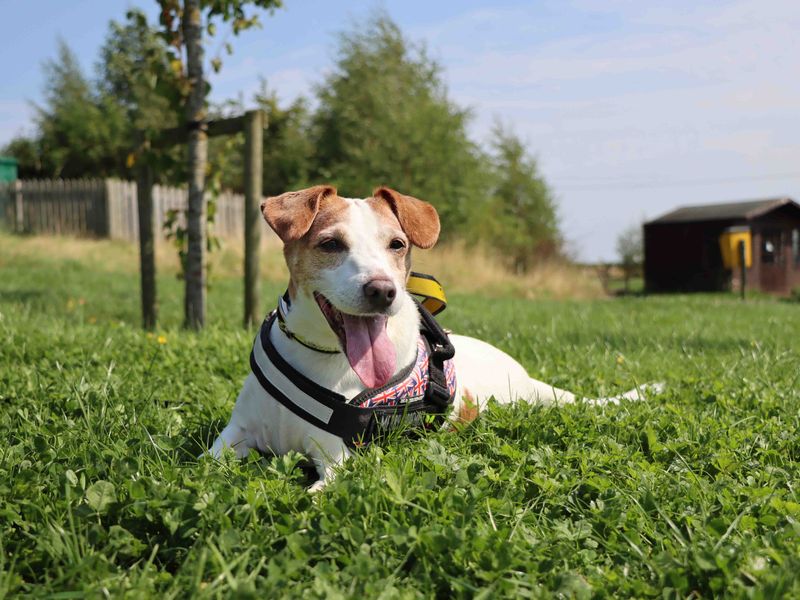 Jack Russell Terrier for adoption in Sadberge, Durham – 13 years old - Image 6 of 6