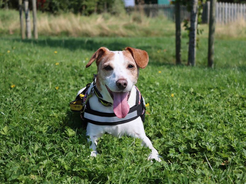 Jack Russell Terrier for adoption in Sadberge, Durham – 13 years old - Image 4 of 6