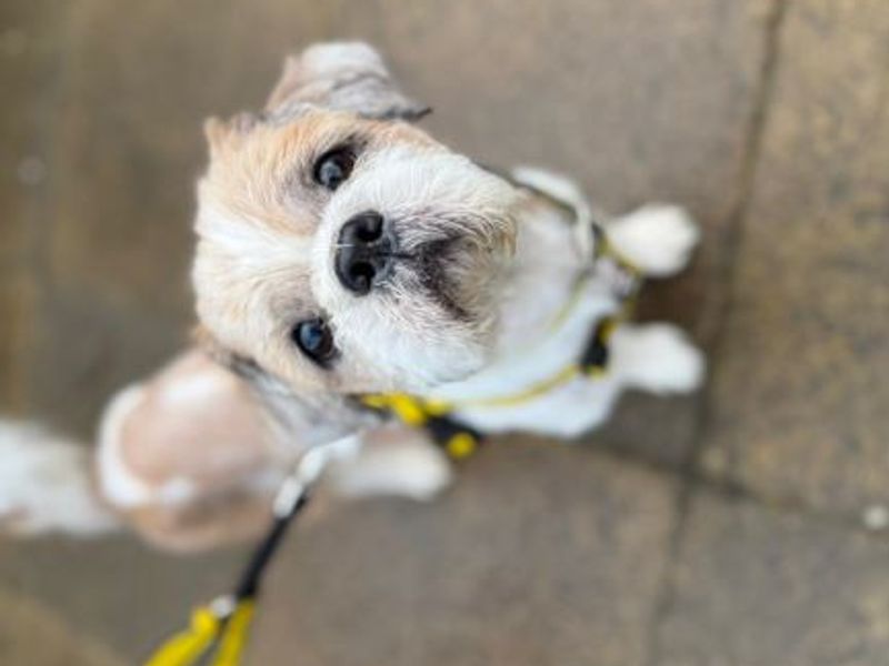 Shih Tzu Dogs And Puppies For Adoption