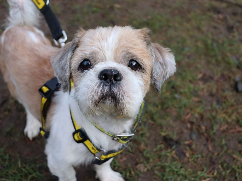 Alfie, a 8 years old male Shih Tzu available for adoption from Dogs Trust in Glasgow, Scotland