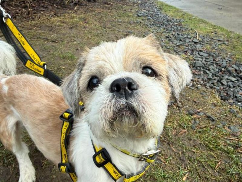 Alfie - Image 3 of 3