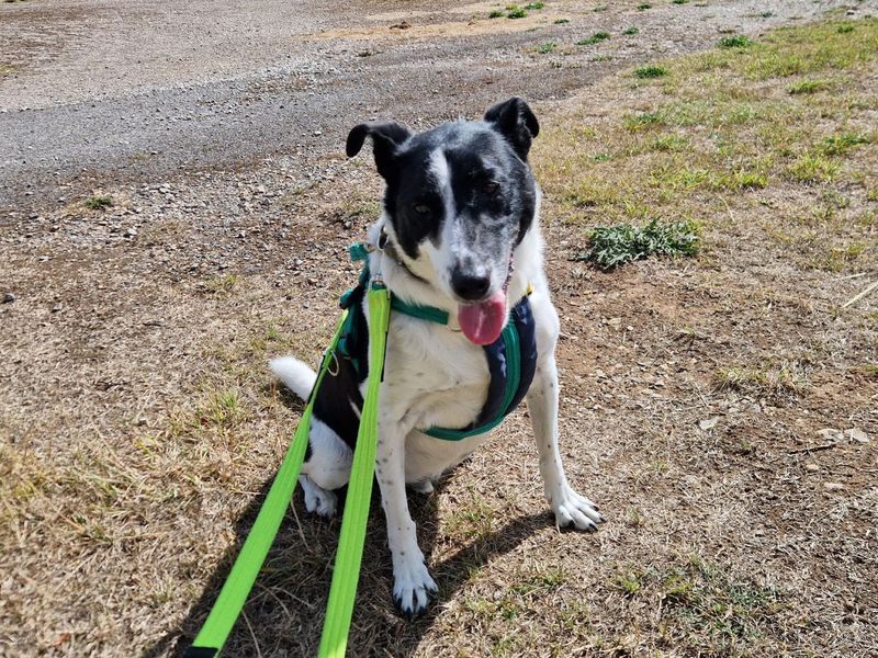 Border Collie for adoption in Newton Tony, Wiltshire – 11 years old - Image 2 of 3