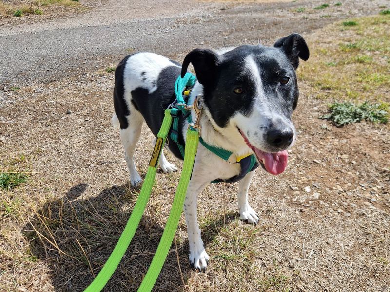 Border Collie for adoption in Newton Tony, Wiltshire – 11 years old