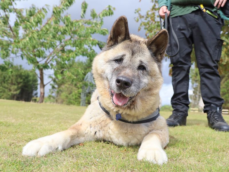 Brodie, a 8 years old male Akita available for adoption from Dogs Trust in Leeds