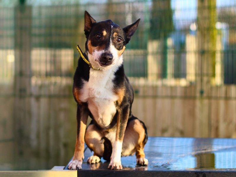 Luna for sale in Manchester, Greater Manchester | Image 2