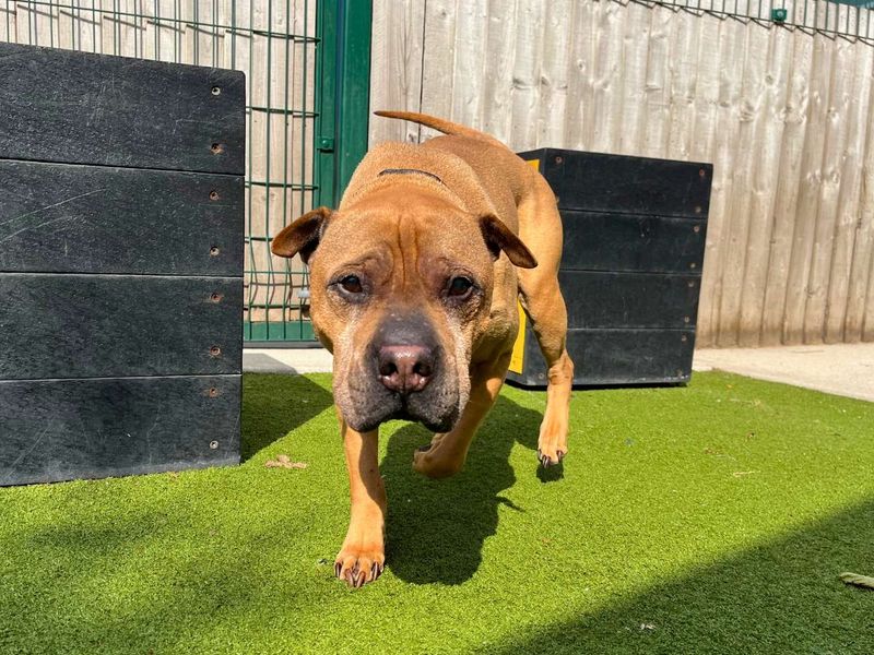undefined | Shar Pei Cross | undefined - 4
