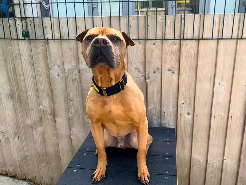 undefined | Shar Pei Cross | undefined - 1